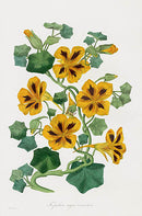 Joseph Paxton Antique Botanical Print 1834 Tropœlum - Panteek Antique Prints