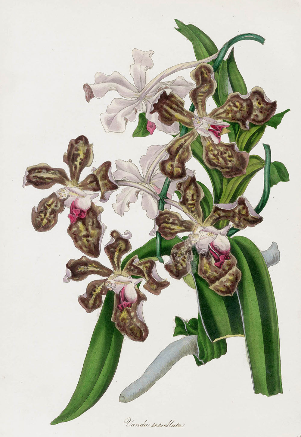 Joseph Paxton Antique Botanical Print 1834 Vanda Orchid