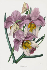 Joseph Paxton Antique Botanical Print 1834 Vanda teres - Panteek Antique Prints