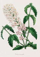 Joseph Paxton Antique Botanical Print 1834 Verbena - Panteek Antique Prints