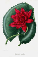 Joseph Paxton Antique Botanical Print 1834 Water Lily - Panteek Antique Prints