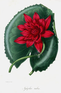 Joseph Paxton Antique Botanical Print 1834 Water Lily - Panteek Antique Prints