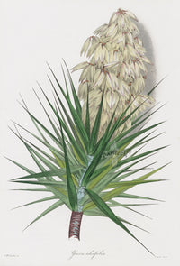 Joseph Paxton Antique Botanical Print 1834 Yucca - Panteek Antique Prints