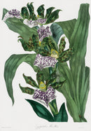 Joseph Paxton Antique Botanical Print 1834 Zygopetalon Orchid - Panteek Antique Prints