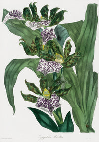 Joseph Paxton Antique Botanical Print 1834 Zygopetalon Orchid - Panteek Antique Prints