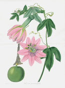 Joseph Paxton Antique Print Folio Pink Passion Flower - Panteek Antique Prints