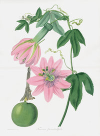 Joseph Paxton Antique Print Folio Pink Passion Flower - Panteek Antique Prints
