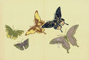 Kamisaka Sekka 1st Edition 5 Multicolor Butterflies - Panteek Antique Prints