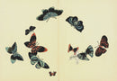 Kamisaka Sekka 1st Edition Blue, Red, Black Butterflies - Panteek Antique Prints