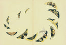 Kamisaka Sekka 1st Edition Brown, Yellow, Black Butterflies - Panteek Antique Prints
