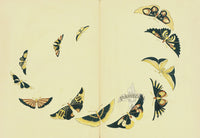 Kamisaka Sekka 1st Edition Brown, Yellow, Black Butterflies - Panteek Antique Prints