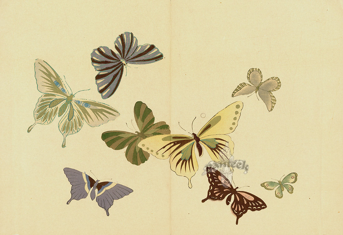 Kamisaka Sekka 1st Edition Multicolor Butterflies