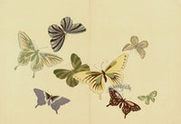 Kamisaka Sekka 1st Edition Multicolor Butterflies - Panteek Antique Prints