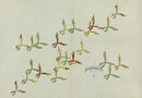 Kamisaka Sekka 1st Edition Yellow, Red, Green, Beige Butterflies - Panteek Antique Prints