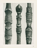 Karl Blossfeldt Original Acer - Panteek Antique Prints