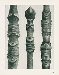 Karl Blossfeldt Original Acer - Panteek Antique Prints