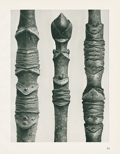 Karl Blossfeldt Original Acer