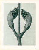 Karl Blossfeldt Original Acer Rufinerve - Panteek Antique Prints