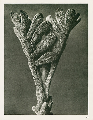 Karl Blossfeldt Original Achillea Umbellata