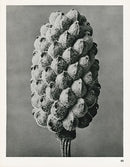 Karl Blossfeldt Original Adonia Vernalis - Panteek Antique Prints