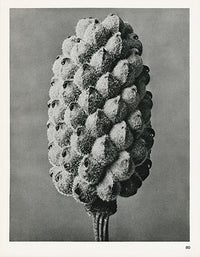 Karl Blossfeldt Original Adonia Vernalis - Panteek Antique Prints