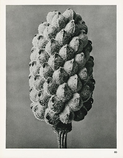 Karl Blossfeldt Original Adonia Vernalis