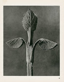 Karl Blossfeldt Original Aristolochia Cle. - Panteek Antique Prints