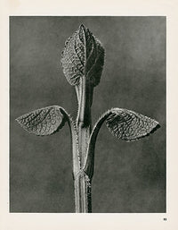 Karl Blossfeldt Original Aristolochia Cle. - Panteek Antique Prints