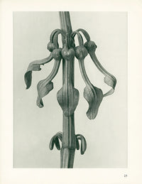 Karl Blossfeldt Original Aristolochia Clemantitis - Panteek Antique Prints