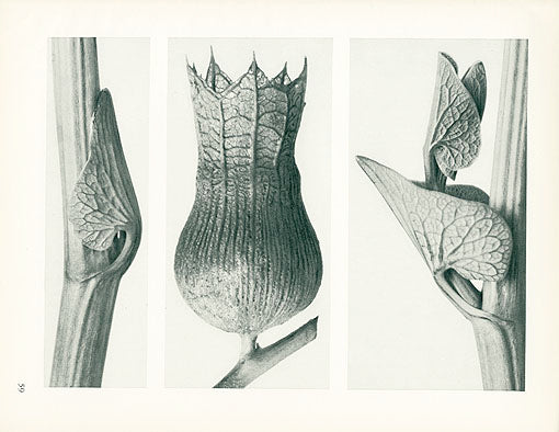 Karl Blossfeldt Original Aristolochia Clematitis