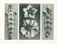 Karl Blossfeldt Original Asclepias Syriaca - Panteek Antique Prints
