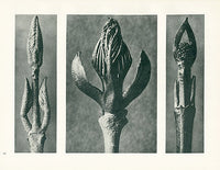 Karl Blossfeldt Original Beautyberry and Dogwood - Panteek Antique Prints