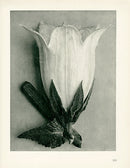 Karl Blossfeldt Original Bellflower Campanula - Panteek Antique Prints