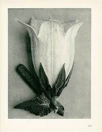 Karl Blossfeldt Original Bellflower Campanula - Panteek Antique Prints
