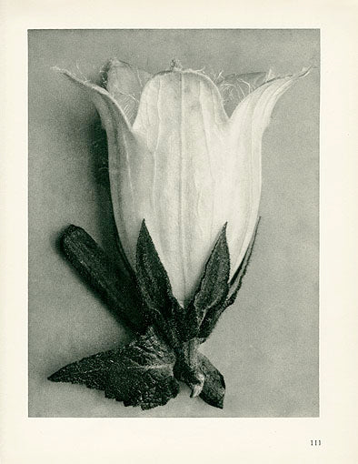Karl Blossfeldt Original Bellflower Campanula
