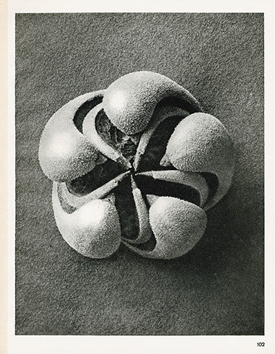 Karl Blossfeldt Original Blumenbachia Hieronymi