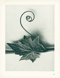 Karl Blossfeldt Original Bryonia Alba - Panteek Antique Prints