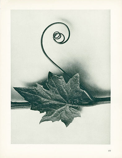 Karl Blossfeldt Original Bryonia Alba