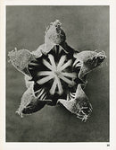 Karl Blossfeldt Original Cajaphora Lateritia - Panteek Antique Prints