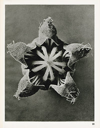 Karl Blossfeldt Original Cajaphora Lateritia - Panteek Antique Prints