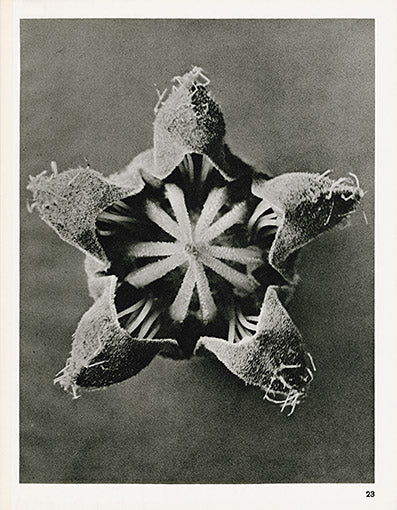 Karl Blossfeldt Original Cajaphora Lateritia