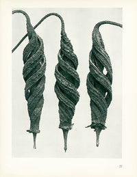 Karl Blossfeldt Original Cajophora Lateritia - Panteek Antique Prints