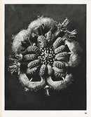 Karl Blossfeldt Original Calendula Officinalis - Panteek Antique Prints