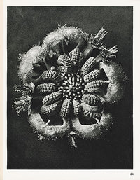 Karl Blossfeldt Original Calendula Officinalis - Panteek Antique Prints