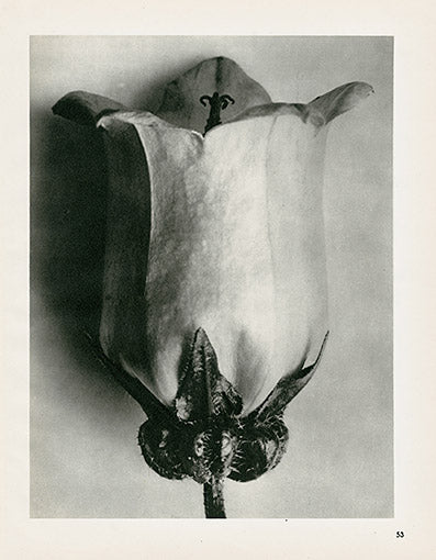 Karl Blossfeldt Original Canterbury Bell