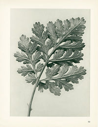 Karl Blossfeldt Original Chrysanthemum Parthenium - Panteek Antique Prints