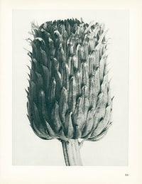 Karl Blossfeldt Original Cirsium Canum - Panteek Antique Prints