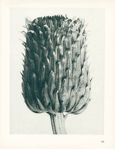 Karl Blossfeldt Original Cirsium Canum