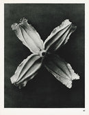 Karl Blossfeldt Original Clematis Integrifolia - Panteek Antique Prints