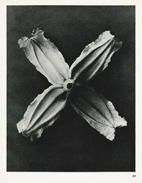 Karl Blossfeldt Original Clematis Integrifolia - Panteek Antique Prints